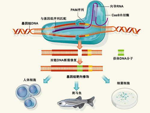 CRISPR-CAS9基因编辑